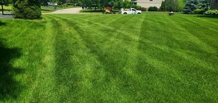 Thick fescue lawn with professional maintenance
