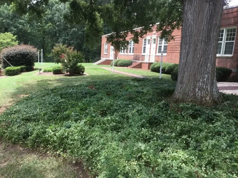 Ground cover installation for erosion control
