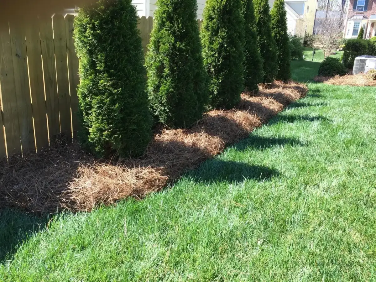 Pine straw ground cover around trees and shrubs